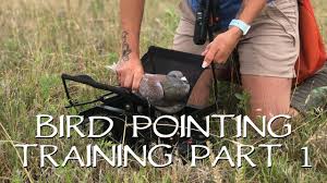 Pointing Birds Upland Bird Dog Training Part 1 Youtube