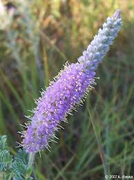 Image result for Landolphia villosa