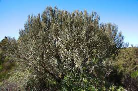 Image result for Lannea virgata