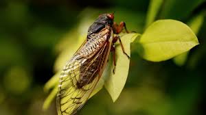 The word cicada is latin, meaning tree cricket. cicada meaning in english, cicada definitions, synonyms of cicada, definition of cicada, cicada translate in english, primary meanings of. Trillions Of Brood X Cicadas To Emerge From Underground Ie