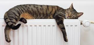 Initially the person may feel sick and look pale and unwell. Heat Stroke In Cats Symptoms Risk Factors Prevention And Care
