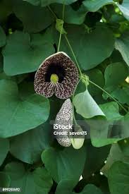 Image result for Aristolochia littoralis