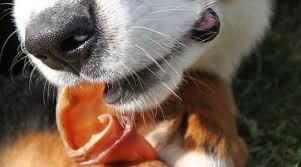 Most canine companions love gnawing away at them. Pig Ears For Dogs Are They Safe Or Dangerous For Your Pup