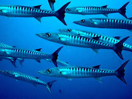 Some also range into more. Achtung Giftig Der Alpenfischer Barracuda