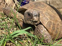 Ich kenne auch viele halter, die ihre schildkröten gar nie winterschlaf halten lassen, weil sie fürchten, dass etwas passiert. Winterstarre Landschildkroten Stuttgart
