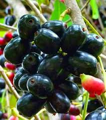 Pin Di Exotic Fruits Plants