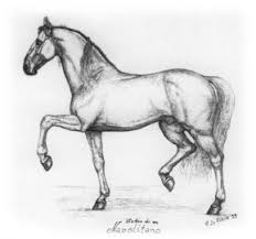Eng Il Cavallo Murgese Disegni Di Cavalli Disegnare Animali Disegno Di Visi