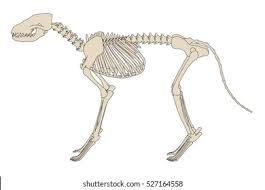Dinosaur bones are a canadian indie rock band formed in 2008 in toronto consisting of songwriter/vocalist/guitarist ben fox, bassist branko scekic, keyboardist david wickland, drummer lucas fredette, and guitarist josh byrne. 2d Cartoon Illustration Canine Skeleton Stock Illustration 527164558