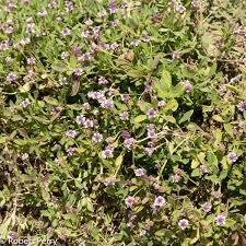 Image result for Phyla nodiflora