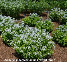 Image result for Tabernaemontana