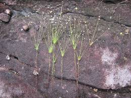 Image result for Syngonanthus angolensis