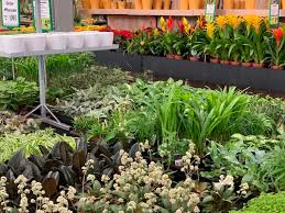 Zimmerpflanzenlenders Gartencenter