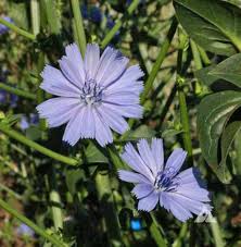Image result for Cichorium intybus