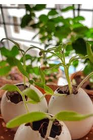 Maybe you would like to learn more about one of these? Using Eggshells In The Garden For Soil Compost As Pest Control