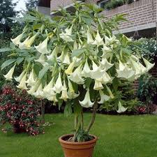 Image result for Brugmansia