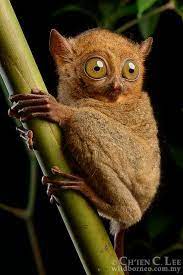 Pin On Los Animales De Favoritos