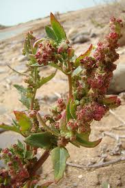 Image result for Chenopodiastrum