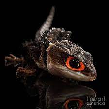 55 Fascinating Fauna Ideas Animals Animals Beautiful Pet Birds