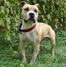 The american pit bull terrier is both powerful and agile. American Pit Bull Terrier 69 My Barracuda By Natiawarner On Deviantart