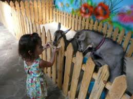 خلفيات اطفال تجنن 2020 بنات واولاد كيوت خلفيات اطفال جميلة للموبايل 10 goats animals
