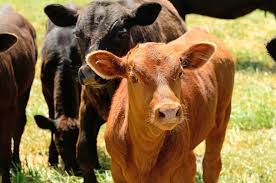 The chief symptom of the disease is a rash referred to as erythema migrans. Cow Urine Promoted For Health Benefits Gomutra Ark Live Science