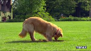 Grabt Ihr Hund Locher Im Garten Tenax Tr Ist Die Losung Youtube