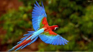 Beautiful Birds In Flight Images Beautiful Blue Bird Flying In The Wild In 2020 Most Beautiful Birds Colorful Parrots Pet Birds