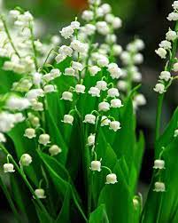 Ideal For Shady Areas And Heavy Clay Convallaria Majalis Lily Of The Valley Is A Low Growing Rhizomatous Perenn In 2020 Flowers Perennials Flower Seeds Scent Garden