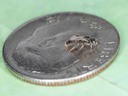 Image result for Isoglossa perdita