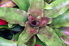Image result for Aechmea mexicana