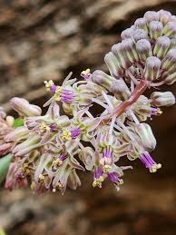 Image result for Ledebouria macowanii