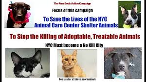 Last winter i almost got into an altercation with my neighbor, it was freezing out, and i. Nyc Animal Action Shelter Reform Home Facebook