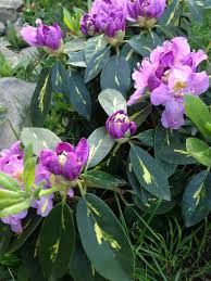 Rhododendron Goldflimmer