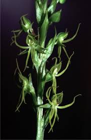 Image result for Habenaria schimperiana