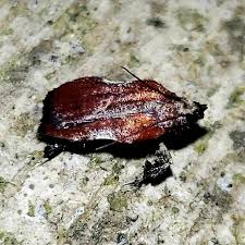 Image result for Nicolasia stenoptera