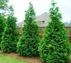 The difference between the best ones out there and an average one is drastic. Fertilizer Green Giant Arborvitae Cromalinsupport
