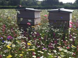 Beehives And Wildflowers Really Attract The Bees Plant Wildflowers In Large Fields Instead Of Grass Bee Garden Bee Hive Bees Plants
