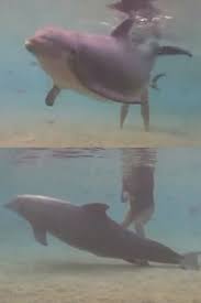 Dolphin Acts Strange And Drifts To The Floor Then Divers Look Closer And See It Video Wild Animals Photography Animals Animals Wild