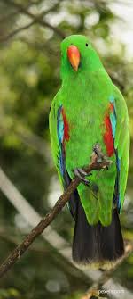 Birds That Start With Q In Spanish Pin On Bird S