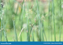 Image result for Pycreus