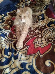 Animales Perdidos en La Plata