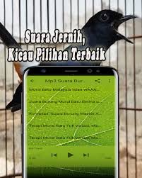 Cara menghilangkan kutu pada burung murai batu bisa anda lakukan dengan air rebusan daun sirih. Kicau Murai Batu Offline Old Versions For Android Aptoide