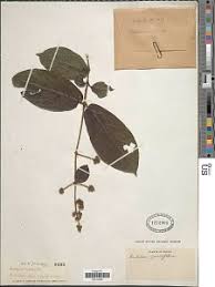 Image result for Crepidomanes chevalieri