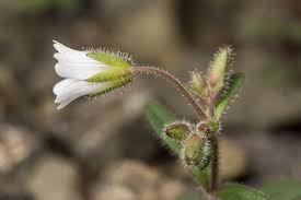 Image result for Cerastium afromontanum