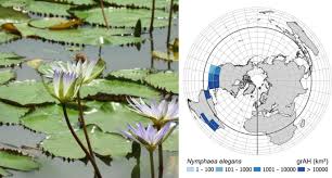 Image result for Limosella maior