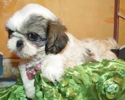 Black And White Shih Tzu Puppy Names Hi My Name Is Lucy I M A Beautiful Purebred Shih Tzu Female I Am As Sweet As I Look I Love To Play With People Of Al Shih Tzu Puppy Shih