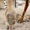 A camel has one or two _ on its back. 1