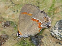 Image result for Tricalysia acocantheroides