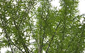 We ship these nationwide, 100 cost about $40 or less to ship. A Perfect Shade Of Tree The Hybrid Willow Stark Bro S