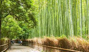 It is marked by a moja kwa moja stone as one of the landmarks on the path to the tree of life. Wander Through Kyoto S Iconic Bamboo Forest Japan Cheapo